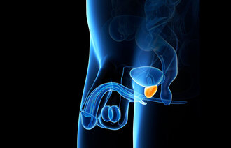 Illustrasjonen viser anatomi av mannens underliv, prostata er markert.