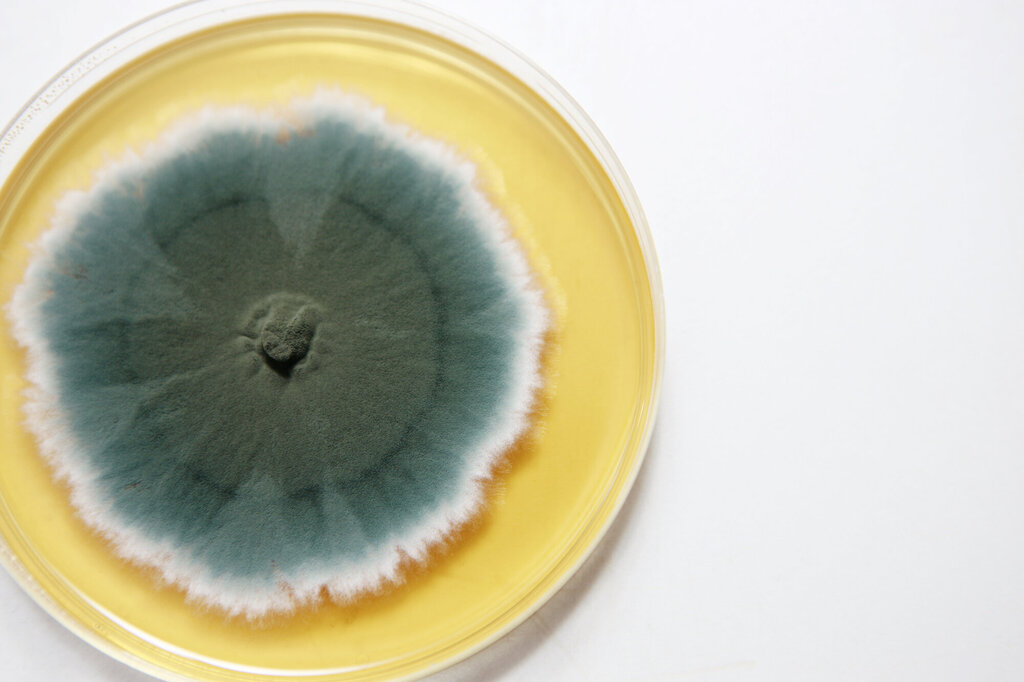 Bildet viser en petriskål med penicillin.