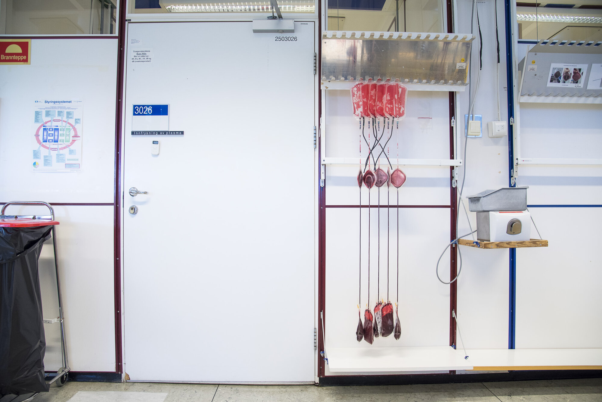 erytrocytter, filtrering Bildet viser blodposer som er hengt opp for filtrering.