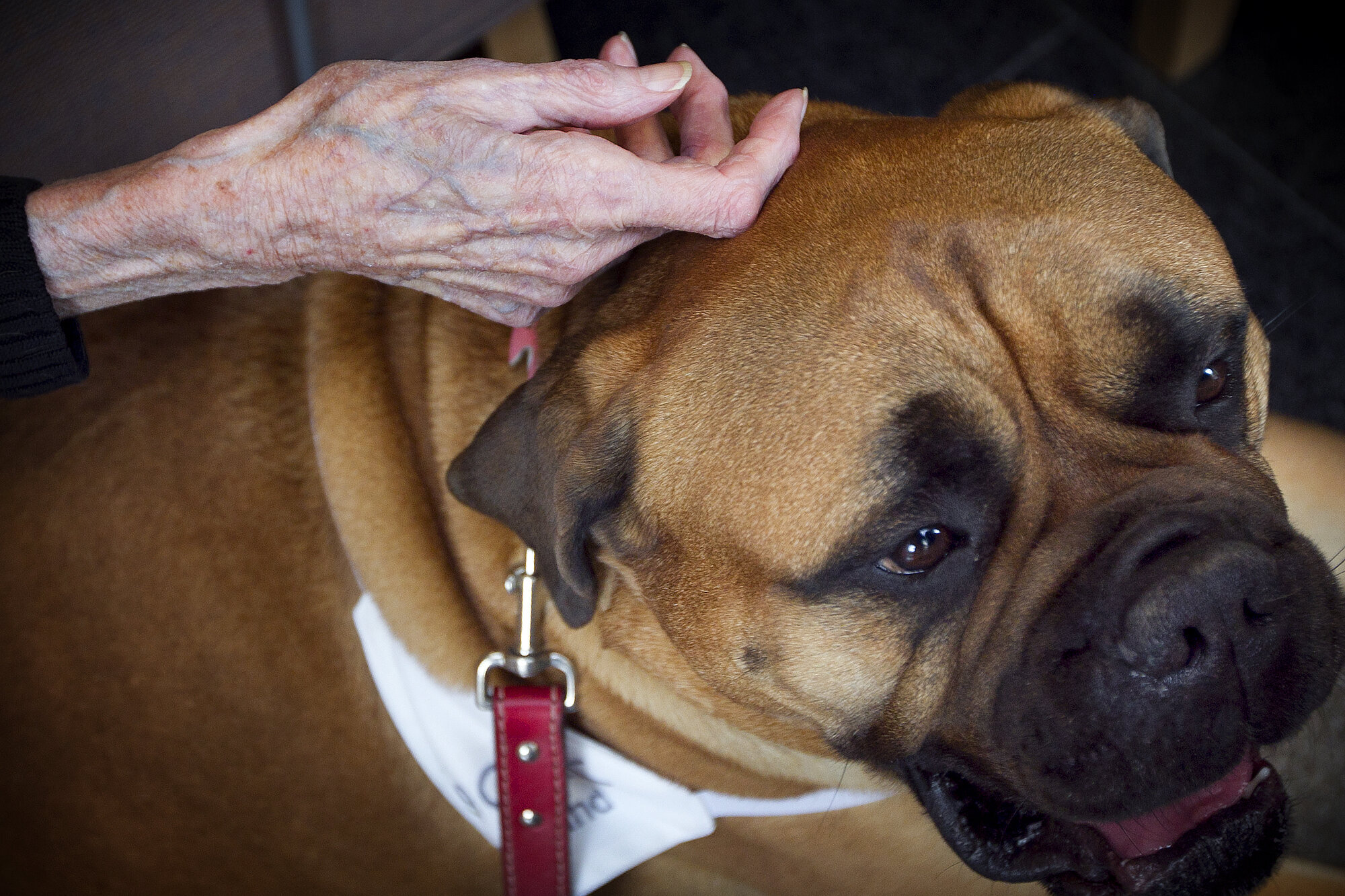 Bildet viser en hånd tilhørende en eldre person som forsiktig stryker hodet til en bullmastiff, som er på jobb som terapihund. Terapihund for eldre