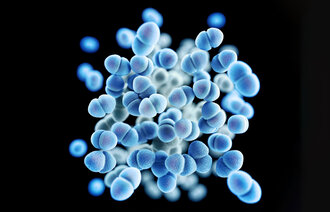 Bilde viser tarmbakterien VRE